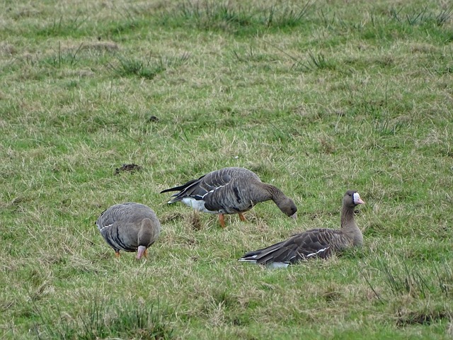 切尔西成功 切尔西成功