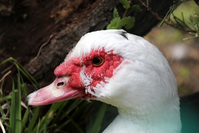 布鲁克和哈 布鲁克和哈